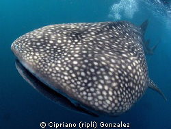 amazing Djibouti. by Cipriano (ripli) Gonzalez 